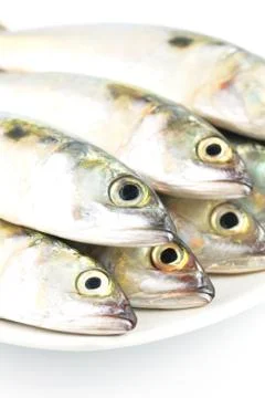 Fresh mackerel fish Stock Photos