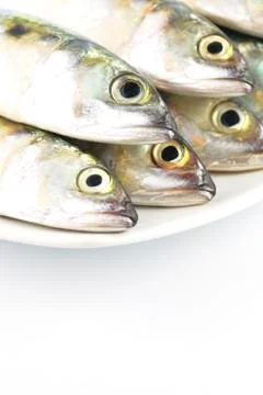 Fresh mackerel fish Stock Photos