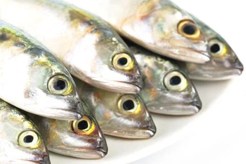 Fresh mackerel fish Stock Photos