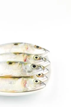 Fresh mackerel fish Stock Photos