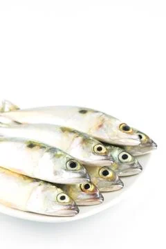 Fresh mackerel fish Stock Photos