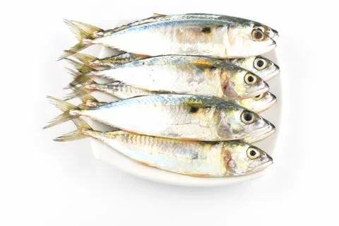 Fresh mackerel fish Stock Photos