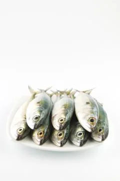 Fresh mackerel fish Stock Photos