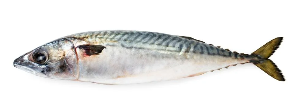 Fresh mackerel fish on a white background. The view of top. Stock Photos