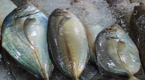 Fresh mackerel on ice Stock Photos