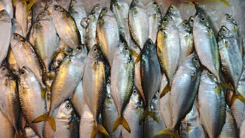 Fresh mackerel in the market. Video stock 335194021