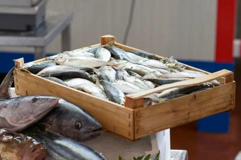 Fresh mackerel Stock Photos