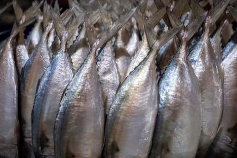 Fresh mackerel Stock Photos