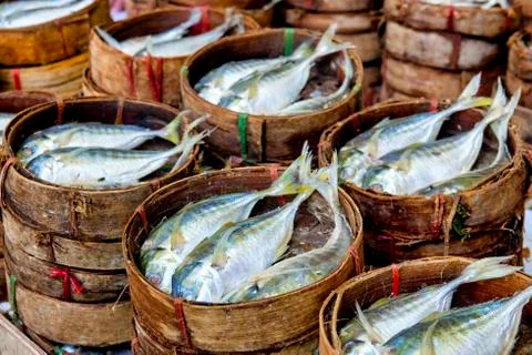 Fresh Mackerel Stock Photos
