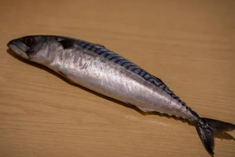 Fresh Mackerel Stock Photos