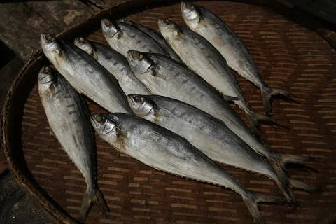 Fresh mackerel Stock Photos