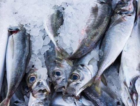 Fresh mackerels 1 Stock Photos