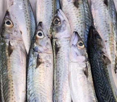 Fresh mackerels 2 Stock Photos