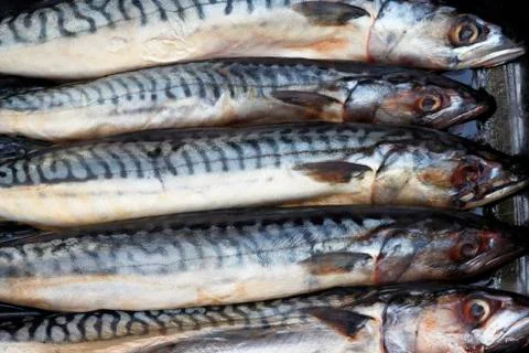 Fresh mackerels Stock Photos