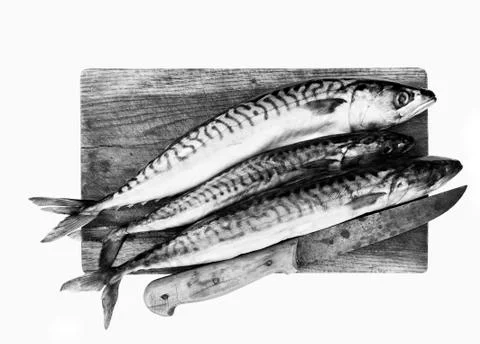 Fresh mackerels Stock Photos
