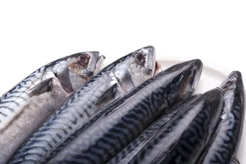 Fresh mackerels Stock-Fotos