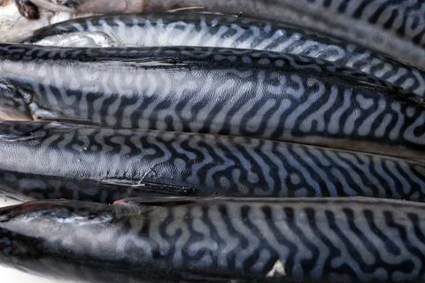 Fresh mackerels Stock-Fotos