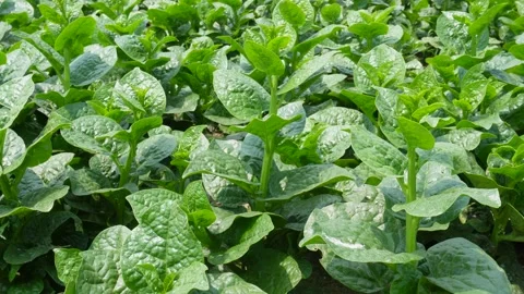 Fresh Malabar Spinach Stock Footage 333965408