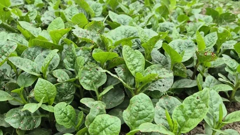 Fresh Malabar Spinach Leafy Green Field Close Up Vine Spinach Crop Growth Shot Video stock 343292427