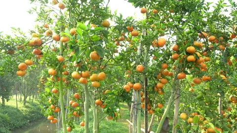 Fresh Mandarin Orange Clusters with Dew in Vietnam Orchard Stock Footage 326779016