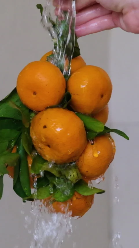 Fresh mandarin oranges fruit or tangerines. Wash tangerines. Wash fruits under Video stock 277548791