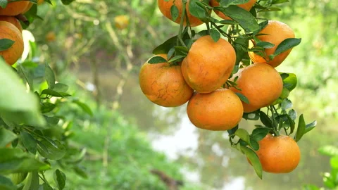 Fresh Mandarin Oranges Hanging Over Water Canal in Vietnam Stock Footage 326754413