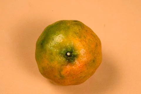 Fresh mandarin oranges Stock-Fotos