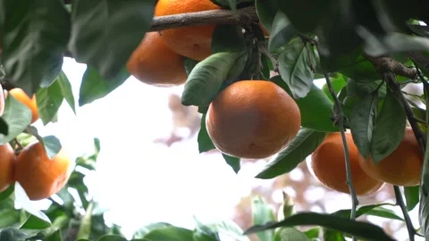 Fresh mandarins growing on a tree Vídeos de archivo 332142451