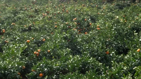 Fresh mandarins growing on a tree Vídeo Stock 332142460