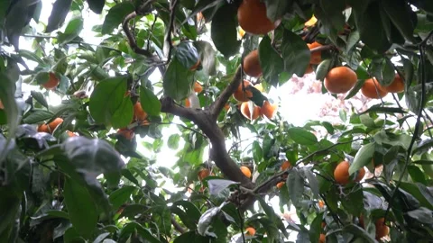 Fresh mandarins growing on a tree Stock Footage 332142461