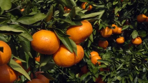 Fresh mandarins growing on a tree Stock Footage 332142462
