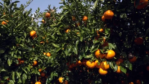 Fresh mandarins growing on a tree Vídeos de archivo 332142463