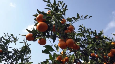 Fresh mandarins growing on a tree Vídeos de archivo 332142465
