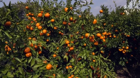 Fresh mandarins growing on a tree Stock Footage 332142470