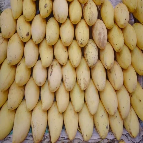 Fresh mango background Stock Footage 69430250