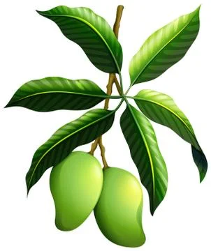 Fresh mango on the branch Stock Illustration