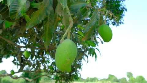 Fresh mango, fresh mango production, new mangos production in summer. Video stock 197571213