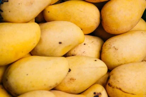 Fresh mango fruit background. 스톡 사진