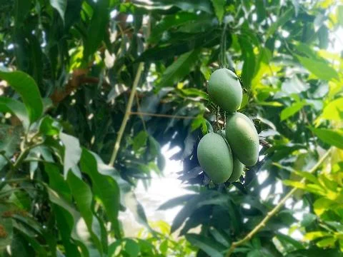 Fresh Mango Fruit on a Branch: Green and Healthy Eating with Leafy Benefits 스톡 사진
