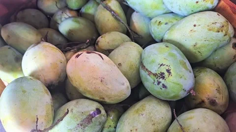 Fresh mango fruit Stock Footage 287534577