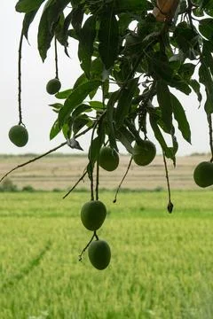 Fresh Mango Fruit On Tree. Selective focus Stock Photos