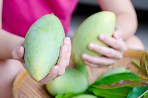 Fresh mango on hand Stock Photos