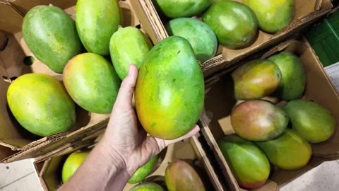 Fresh Mango Hand Summer Delight Stock Footage 284148545