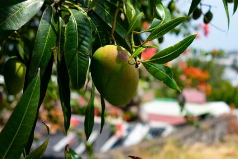 Fresh mango hanging from tree on front of tropical village Stock Photos