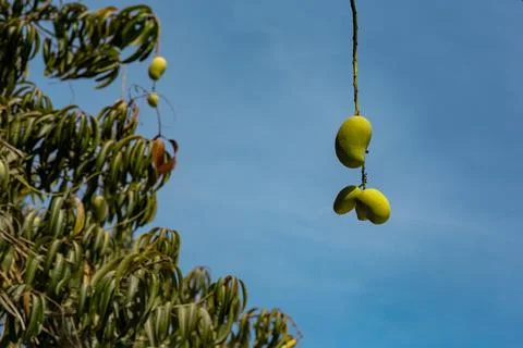 Fresh mango in hanging from a tree Foto stock