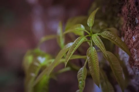 Fresh Mango leaves from copped branch of a mango tree | Mangifera indica Stock-Fotos