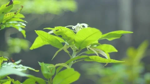 Fresh mango leaves Orbit Stock Footage 236672071