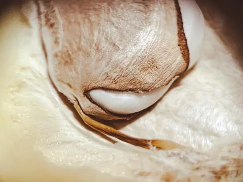 Fresh mango macro. The fruit pit is visible in detail Stock Photos