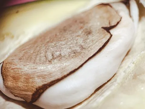 Fresh mango macro. The fruit pit is visible in detail Stock Photos
