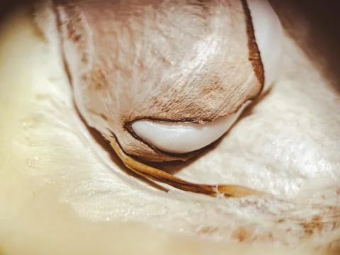 Fresh mango macro. The fruit pit is visible in detail Stock Photos